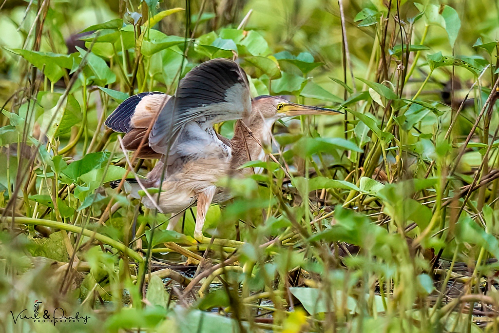 Yellow Bittern